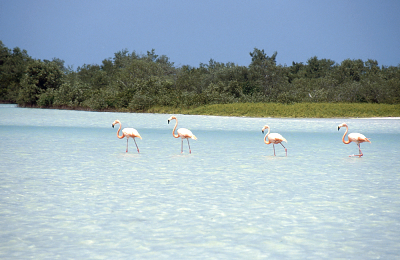 192_Flamingo's, Rio Lagartos.jpg